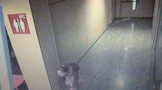 Zlodejka kradla v nákupnom centre bonsaje. Myslela si, že ju nikto nevidí