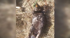 Pytliactvo na Liptove. Pri rieke Belá našli samicu bobra so zlomenými väzmi