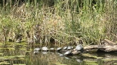 FOTO: Pri Dunaji sa šíria nebezpečné korytnačky. Ohroziť môžu ľudí aj zvieratá