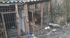 Chlapca (6) dohrýzol pes, ktorý preskočil plot. Matka ho našla v bezvedomí