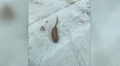 Turista objavil v jazere záhadného tvora. Má telo červa a chvost ako potkan