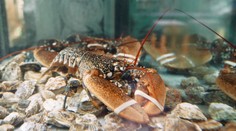 Turistky pustili homáre z reštaurácie do mora. Teraz im hrozí väzenie