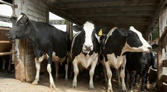 Behali po dedine a zúfalo hľadali vodu, uhynuté kravy našli zakopané v hnojisku, majiteľ má problém