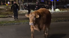 VIDEO: Bizarná situácia v Prešove – Poliakovi z prívesu ušlo päť býkov. Strážiť ich museli policajti, ohrozovali vodičov