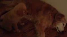 Láska v celej svojej kráse. Šteňa upokojuje staršieho kamaráta