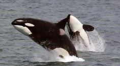 VIDEO: Desivý útok kosatiek v Stredozemnom mori na loď českého kapitána