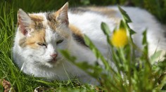 Toto určite o mačkách neviete, aj v tejto veci sú nám podobné