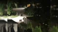 Keď sa zotmie, v Kľačne sa boja vyjsť aj pred dom. V strede dediny v noci opäť videli medvede