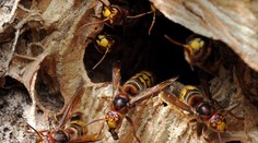 Senec: Iba 31-ročný mladík zrejme zomrel po útoku sršňa