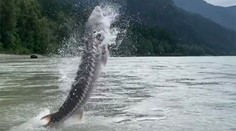 Rybári neverili vlastným očiam. To, čo vyskočilo z vody, zrejme ešte nevideli