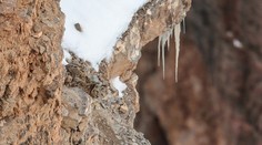 Zbadáte ho na fotografii? Nepolapiteľný dravec neuveriteľne splynul s prírodou