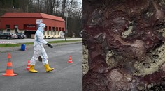 VIDEO: Pochovali tam 3 000 kusov dobytka, teraz krv a plyny bublajú na povrch. Všetko je v poriadku, tvrdia maďarské úrady