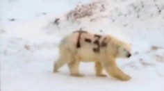 Z tohto žartu sa nikto nesmeje: Niekto posprejoval ľadového medveďa, teraz mu ide o život