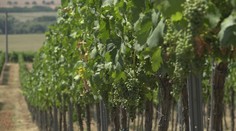 Tohtoročný Rizling vlašský možno neochutnáte. Vinári v Strekove bojujú o prežitie viniča