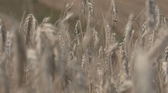 Žatva na severe Slovenska je v mimoriadnom sklze. Kvalita a množstvo obilia sú ohrozené