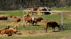 Poľsko reaguje na slintačku a krívačku na Slovensku: Zakázalo dovoz zvierat aj mliečnych výrobkov