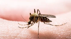 Výskyt komárov na Záhorí dosiahol kalamitný stav. Niektoré samosprávy už avizujú postreky