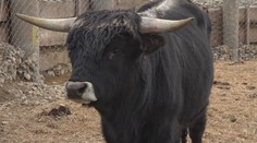 Jediný exemplár na Slovensku. V archeoparku budú mať skutočnú raritu – tvora, ktorého vo voľnej prírode dávno vyhubili