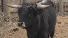 Jediný exemplár na Slovensku. V archeoparku budú mať skutočnú raritu – tvora, ktorého vo voľnej prírode dávno vyhubili