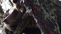 Sedím si na konári a je mi dobre. Medvedica s mláďatami pobavila ľudí v Starom Smokovci