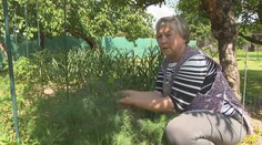 Celý život lieči zdravotné problémy bylinkami. Nielenže ich pestuje, ale píše o nich aj knihy