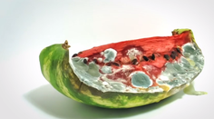 Nechutné a zároveň fascinujúce video: Takto skončia potraviny, keď ich napadne pleseň