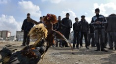 Prestrelka na tajnom kohúťom zápase. Zomrelo 12 ľudí