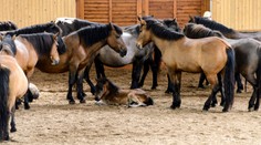 Uhádnite, koľko žije na Slovensku koní
