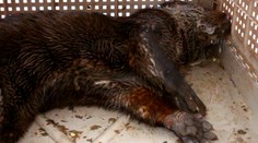 Zábery, na ktoré sa ťažko pozerá. Na Kysuciach našli otrávenú umierajúcu vydru