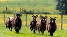 Ľudia sú v rebríčku vernosti na 7. mieste hneď za bobrami. Prvú aj poslednú priečku by zrejme uhádol málokto