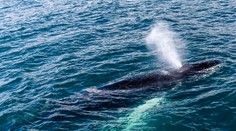 Tragický záver rybárčenia. Muži po strete s veľrybou bojovali o svoje životy takmer hodinu