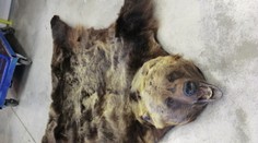 V balíku v Žiline našli colníci kožu chráneného medveďa hnedého