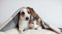 Myslíte si, že poznáte svoje domáce zvieratá? Tieto informácie vás prekvapia