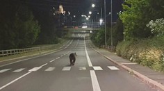 Útokov medveďov na strednom Slovensku pribúda: Muž opísal, ako sa ubránil medvedici