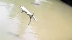 Krutosť bez hraníc: So smiechom hodili živú mačku krokodílovi