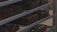 Cena kakaa trhá na burzách rekordy. Zdražovanie čokolády je nezvratné