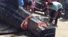 Šokujúce zábery. Žraloka rezali na kúsky, zatiaľ čo on bol ešte živý