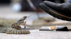 Nezvyčajný nález na letisku v Bombaji: Zadržali muža, ktorý v kufri pašoval desiatky jedovatých hadov