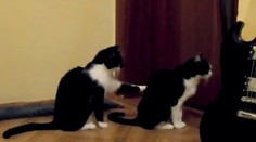 Nový internetový hit: Mačka, ktorá sa chce ospravedlniť