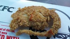 Výsledky KFC kauzy sú odhalené. Bol to potkan či kura?