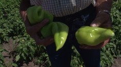 Kúpili by ste si alebo kupujete krivú zeleninu? V Česku to podporujú