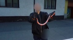 V bytovke v Rajci odchytili exotického hada