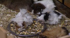 Vzrušuje ho bodať morské prasiatka. Márne prosí o kastráciu