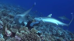 Potápača delili od smrti centimetre. Žralok sa mu zahryzol do okuliarov