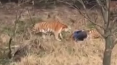 Krvavá dráma v čínskej zoo: Tiger zabil muža, ktorý nezaplatil vstupné