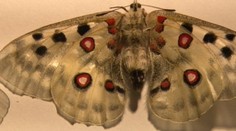 Chytal motýle, "vyfasoval" za to pokutu cez 5-tisíc eur