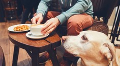 Psy budú mať naďalej zakázaný vstup do reštaurácií