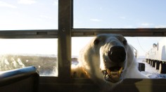 Kanaďan sa vrhol na ľadového medveďa, ktorý zaútočil na jeho manželku. Pri nerovnom boji utrpel vážne zranenia