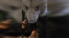 VIDEO: K Vesne a Lade pribudne ďalšie osirelé medvieďa. Mláďa priviezli do ZOO Bojnice