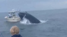 VIDEO: Na rybársku loď vyskočila z vody veľryba. Pasažieri padli cez palubu do mora